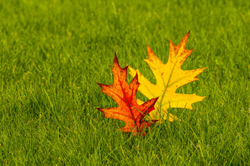 Autumn fallen leaves on the green meadow