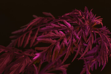 Close up ragweed  with color light  on a black background. Macro photography view.