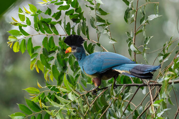 Great Blue Turaco - Corythaeola cristata, beautiful large colored bird from African woodlands and...