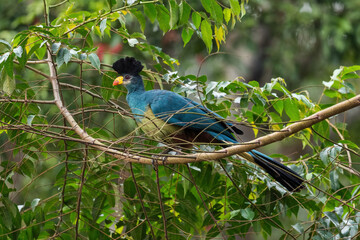 Great Blue Turaco - Corythaeola cristata, beautiful large colored bird from African woodlands and...