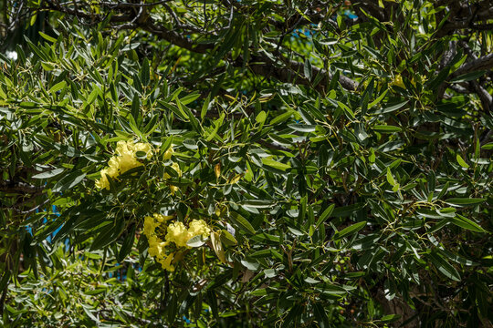 Tree Of Gold