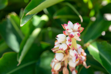 Alpinia zerumbet, commonly known as shell ginger, is a perennial species of ginger native to East Asia. pink porcelain lily, variegated ginger or butterfly ginger.