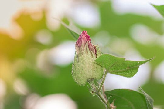 Organic Healthy Hybrid Thai Variety Cotton flower growing on a cotton branch inside a cotton field