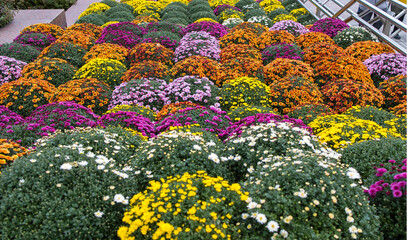 Fototapeta na wymiar White, pink, red or yellow chrysanthemum plants in flower shop. Bushes of burgundy chrysanthemums garden or park outdoor. Chrysanthemum flower with leaves pattern colorful floral background as card