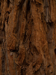 Bosque de Secuoyas, Cantabria. 