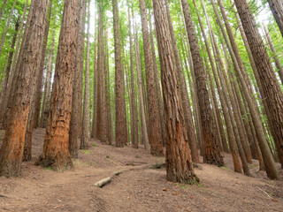 Bosque de Secuoyas, Cantabria. 