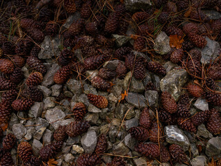 The beauty of an autumn misty forest. details close up. pine cones and stones - forest texture