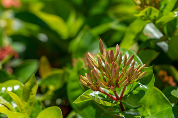 Ixora coccinea (also known as jungle geranium, flame of the woods or jungle flame or pendkuli) is a species of flowering plant in the family Rubiaceae