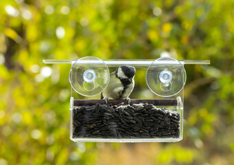 Tit eats from a window feeder with sunflower seeds for birds