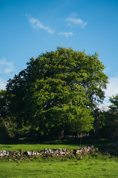 Green tree