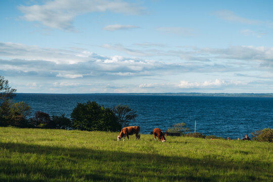 Cows in a greenfield