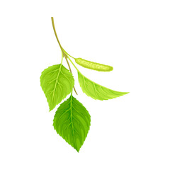 Branch of birch with green leaves and catkins. Spring season decor element, Betula Pendula vector illustration