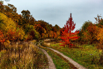 Naklejka premium October in the National Park!