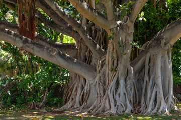 Ficus benghalensis, commonly known as the banyan, banyan fig and Indian banyan, s a tree native to...