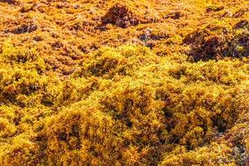 Red seaweed sargazo texture at beach Playa del Carmen Mexico.