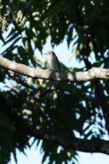 grey streaked flycatcher on the branch
