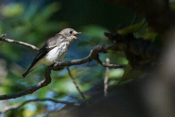 grey streaked flycatcher on the branch