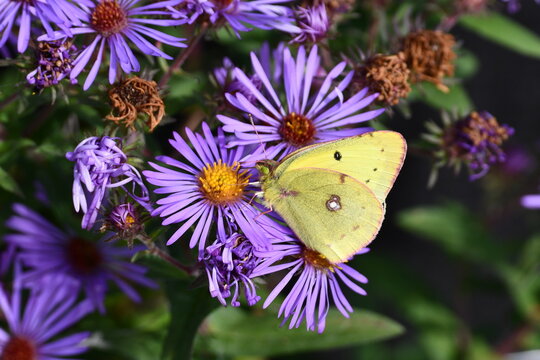 Yellow Clouded Sulphur Butterfly on purple Aster flowers