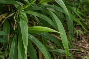 Setaria palmifolia is a species of grass known by the common names palmgrass, highland pitpit, hailans pitpit, short pitpit, broadleaved bristlegrass, and knotroot. Honolulu Hawaii