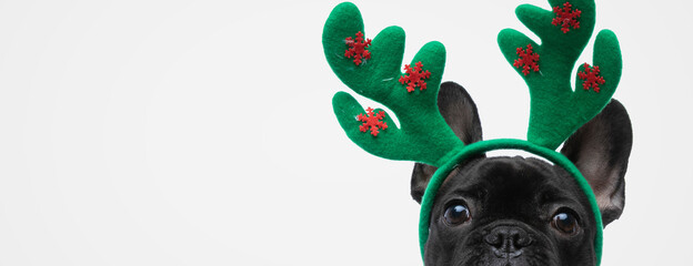 sweet french bulldog dog wearing reindeer horns and being shy