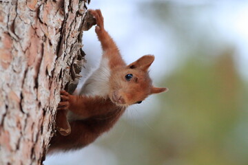 Red squirrel clinging to the trunk of a pine looking directly at the camera