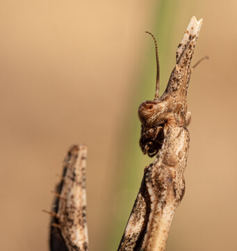 L'Empuse commune est un insecte de la famille des Empusidae appartenant &agrave; l'ordre des Mantodea.
Ici sa t&ecirc;te vue de dos.