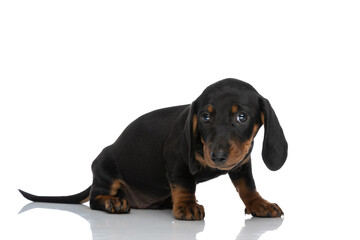 side view of adorable teckel dachshund dog looking away and sitting