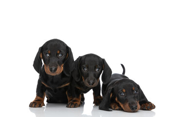 family portrait of 3 small teckel dachschund puppies in studio