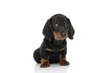 adorable teckel dachshund pup sitting and looking to side