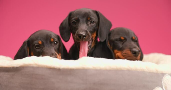 family of three cute teckel dachshund puppies laying on bed, looking to side, sticking out tongue and yawning while resting on pink background in studio