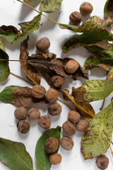A mix of walnuts fruits and leaves on white background