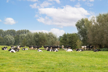 Black-and-white Holstein cows enjoy the grass in the meadow.