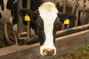 Black and white Holstein dairy cow in a Dutch farm barn.