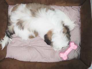 Fototapeta na wymiar Shih tzu puppy playing a pink toy.