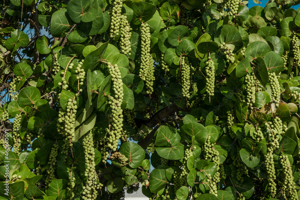 Wall mural coccoloba uvifera is a species of flowering plant in the buckwheat family, polygonaceae, seagrape an