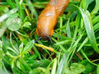 Close-up of an orange-colored slug Arion lusitanicus crawling on wet green grass. An invasive...