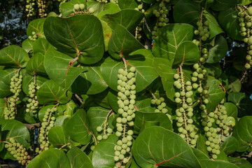Coccoloba uvifera is a species of flowering plant in the buckwheat family, Polygonaceae, seagrape and baygrape. OAHU HAWAII