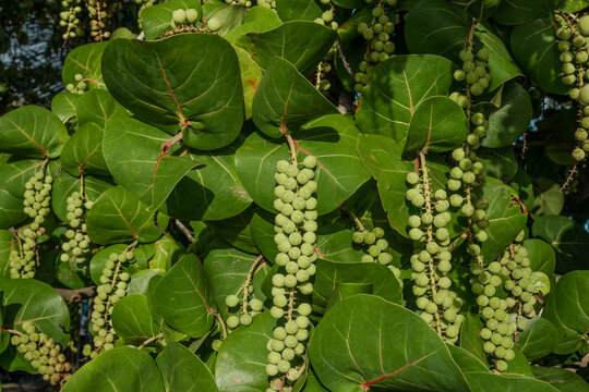 Coccoloba uvifera is a species of flowering plant in the buckwheat family, Polygonaceae, seagrape and baygrape. OAHU HAWAII