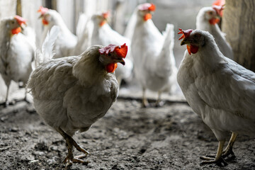Two white chickens stand against the background of a flock of chickens at the exit of the chicken coop. Farm
