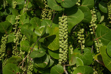 Coccoloba uvifera is a species of flowering plant in the buckwheat family, Polygonaceae, seagrape and baygrape. OAHU HAWAII