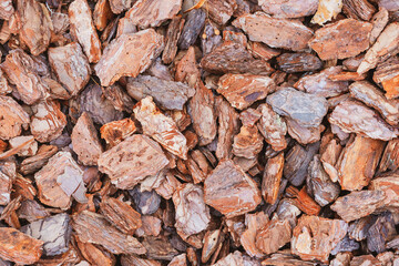 Texture of tree bark. Pieces of tree bark