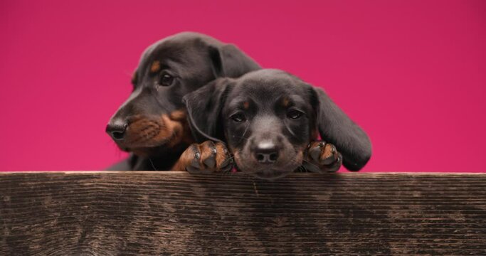lovely couple of teckel dachshund puppies laying on each other, protecting and loving, licking nose and looking away on blue background