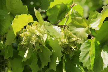 variété de noisetier