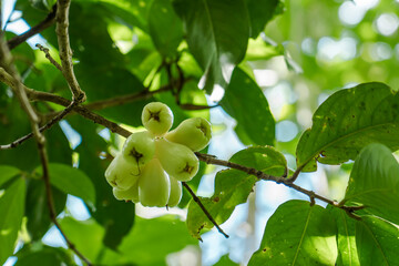 Syzygium samarangense is a species of flowering plant in the family Myrtaceae,wax apple, Java apple, Semarang rose-apple and wax jambu. Makiki Valley Trail, HONOLULU, OAHU HAWAII