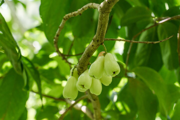 Syzygium samarangense is a species of flowering plant in the family Myrtaceae,wax apple, Java apple, Semarang rose-apple and wax jambu. Makiki Valley Trail, HONOLULU, OAHU HAWAII