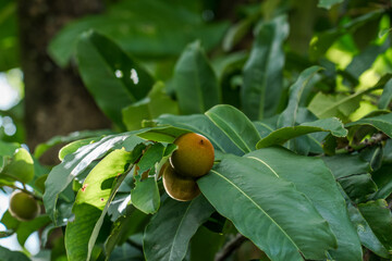 Diospyros discolor commonly known as velvet apple, velvet persimmon, kamagong, or mabolo tree is a tree of the genus Diospyros of ebony trees and persimmons.