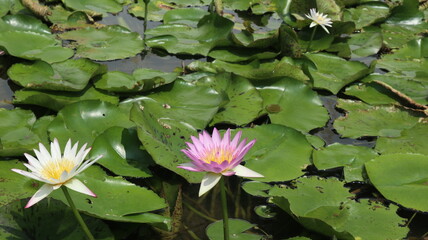 white and pink water lily are blooming in the pond