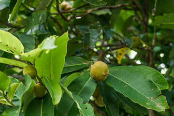 Diospyros discolor commonly known as velvet apple, velvet persimmon, kamagong, or mabolo tree is a tree of the genus Diospyros of ebony trees and persimmons.