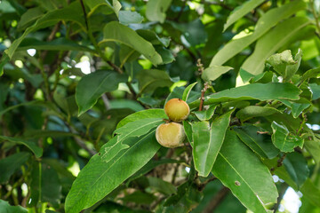 Obraz premium Diospyros discolor commonly known as velvet apple, velvet persimmon, kamagong, or mabolo tree is a tree of the genus Diospyros of ebony trees and persimmons.