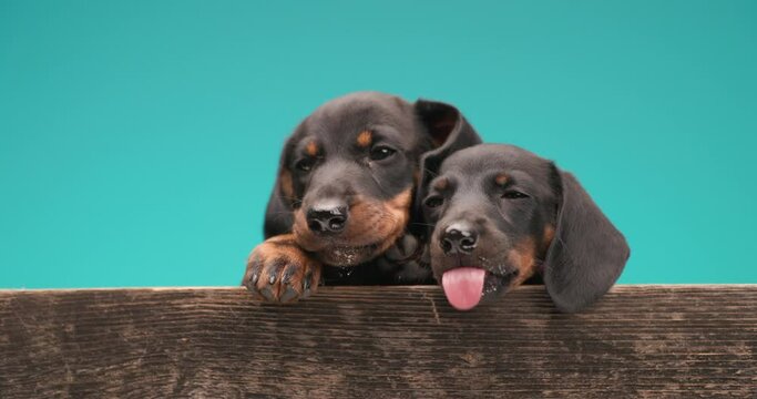 adorable couple of two teckel dachshund puppies licking noses, laying in a wooden box, looking up and away on blue background in studio